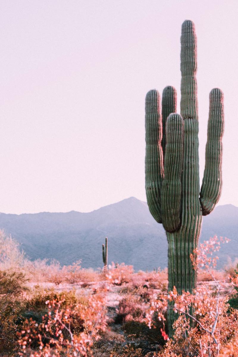 Gardening In Arizona What To Plant In Spring Fall Gardening In Arizona What To Plant In Spring Fall