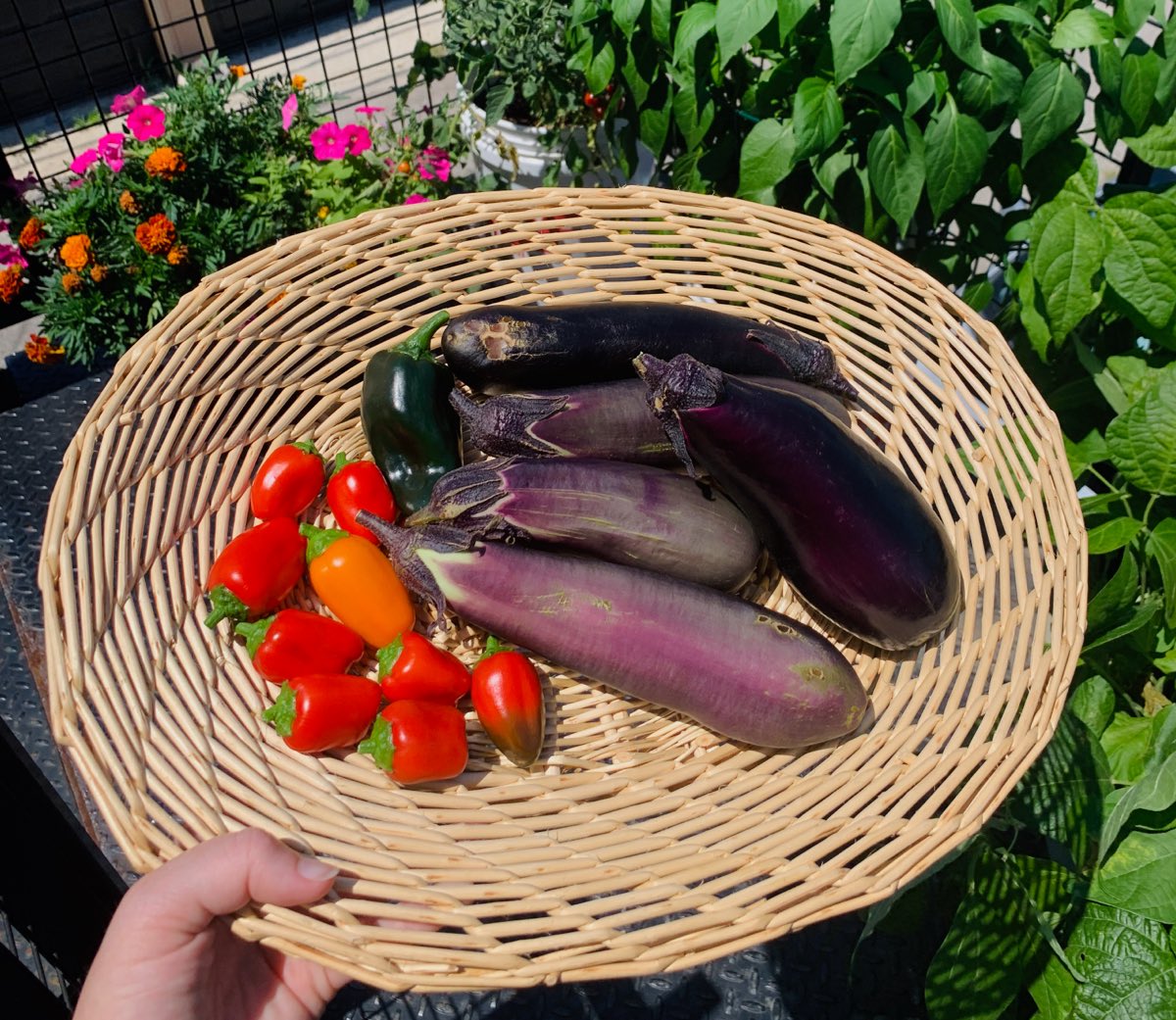 Red sweet peppers grown in containers along with more Ichiban eggplants